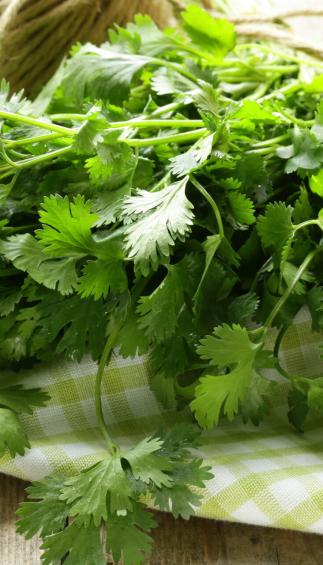 Cilantro (pcs)